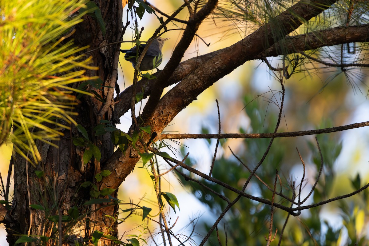 Gray Catbird - ML643518187