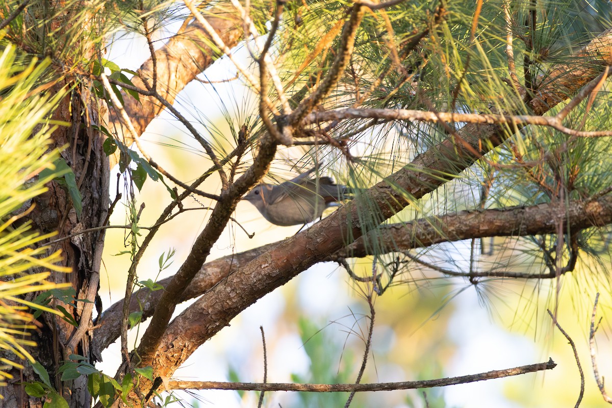 Gray Catbird - ML643518188