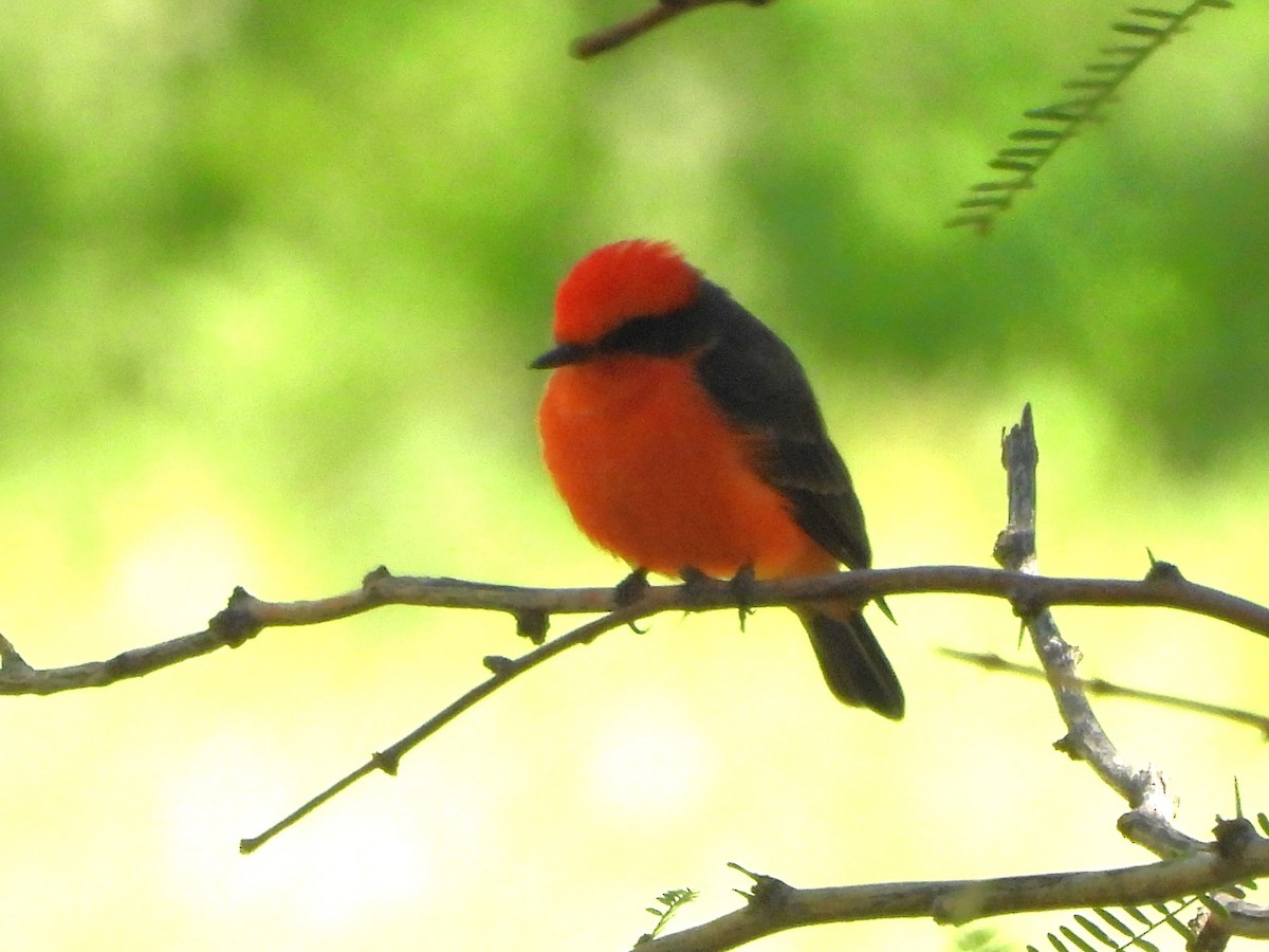 Vermilion Flycatcher - ML643518190