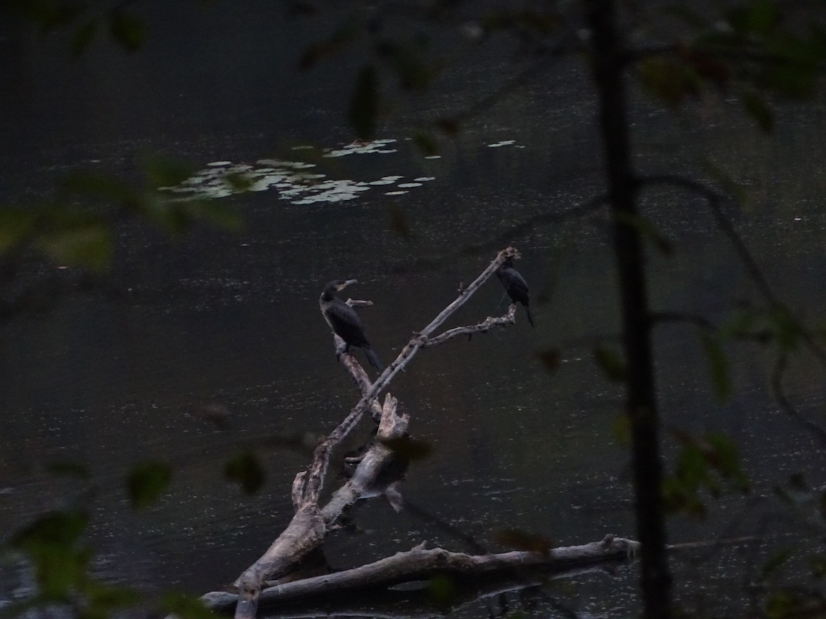 Great Cormorant - ML643518192