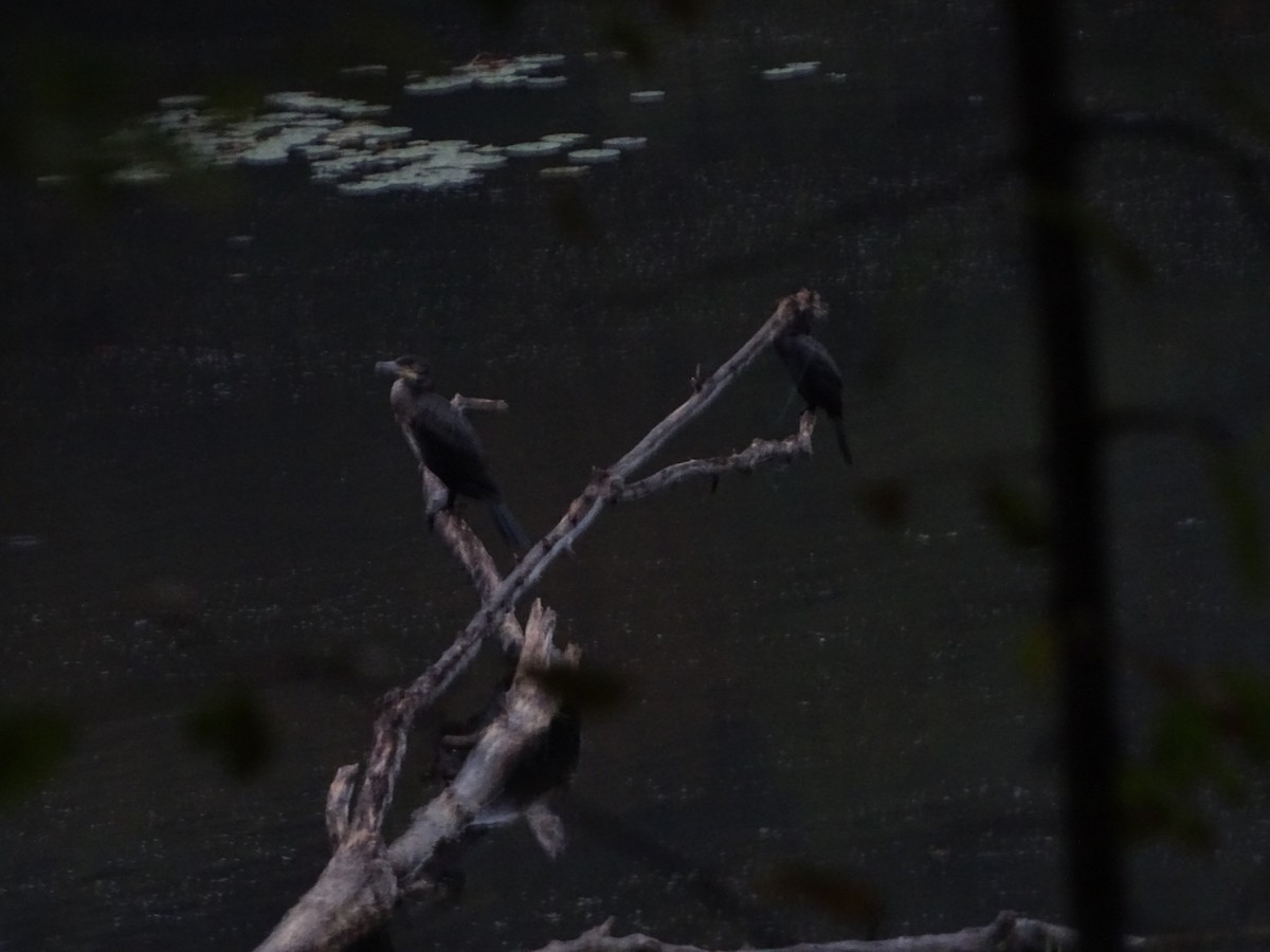 Great Cormorant - ML643518193