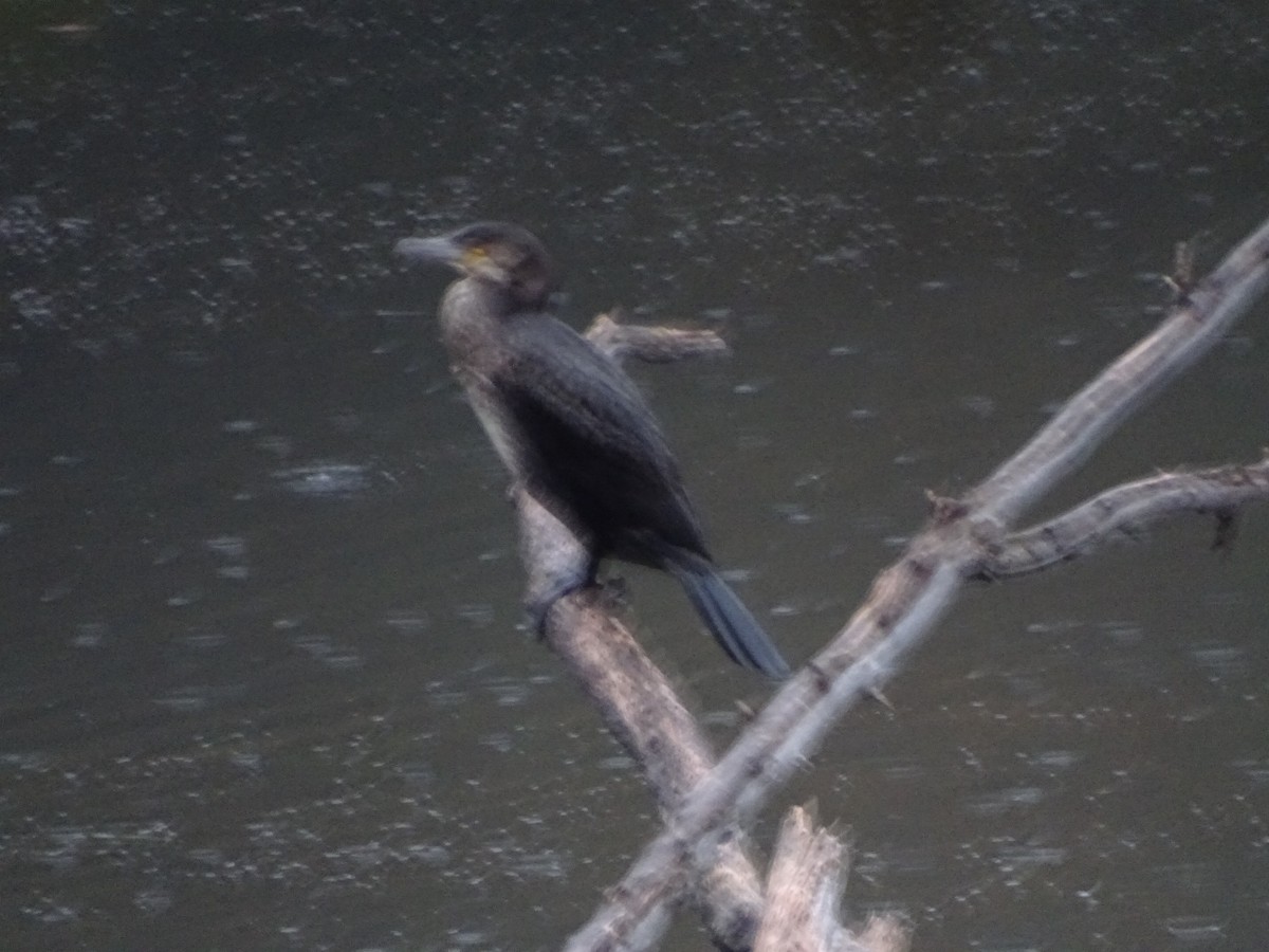 Great Cormorant - ML643518194