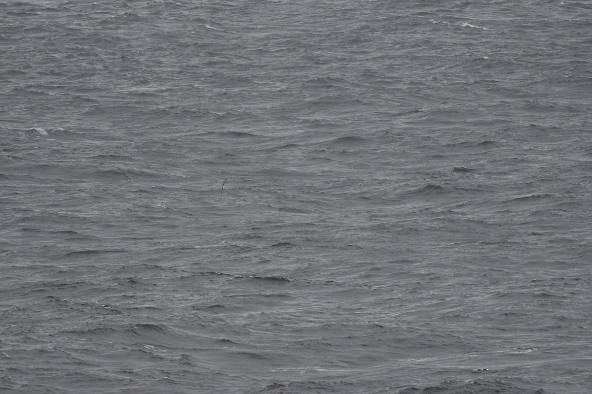 shearwater sp. - ML643518195