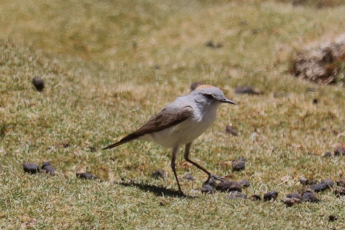 Rufous-naped Ground-Tyrant - ML643518199