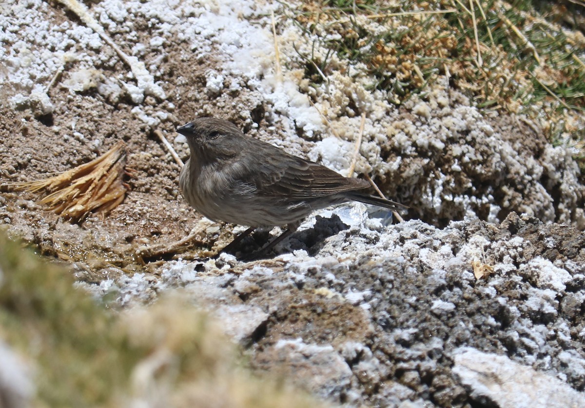 Ash-breasted Sierra Finch - ML643518209