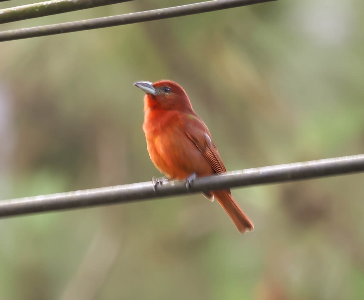 Zinnoberkardinal - ML643518210