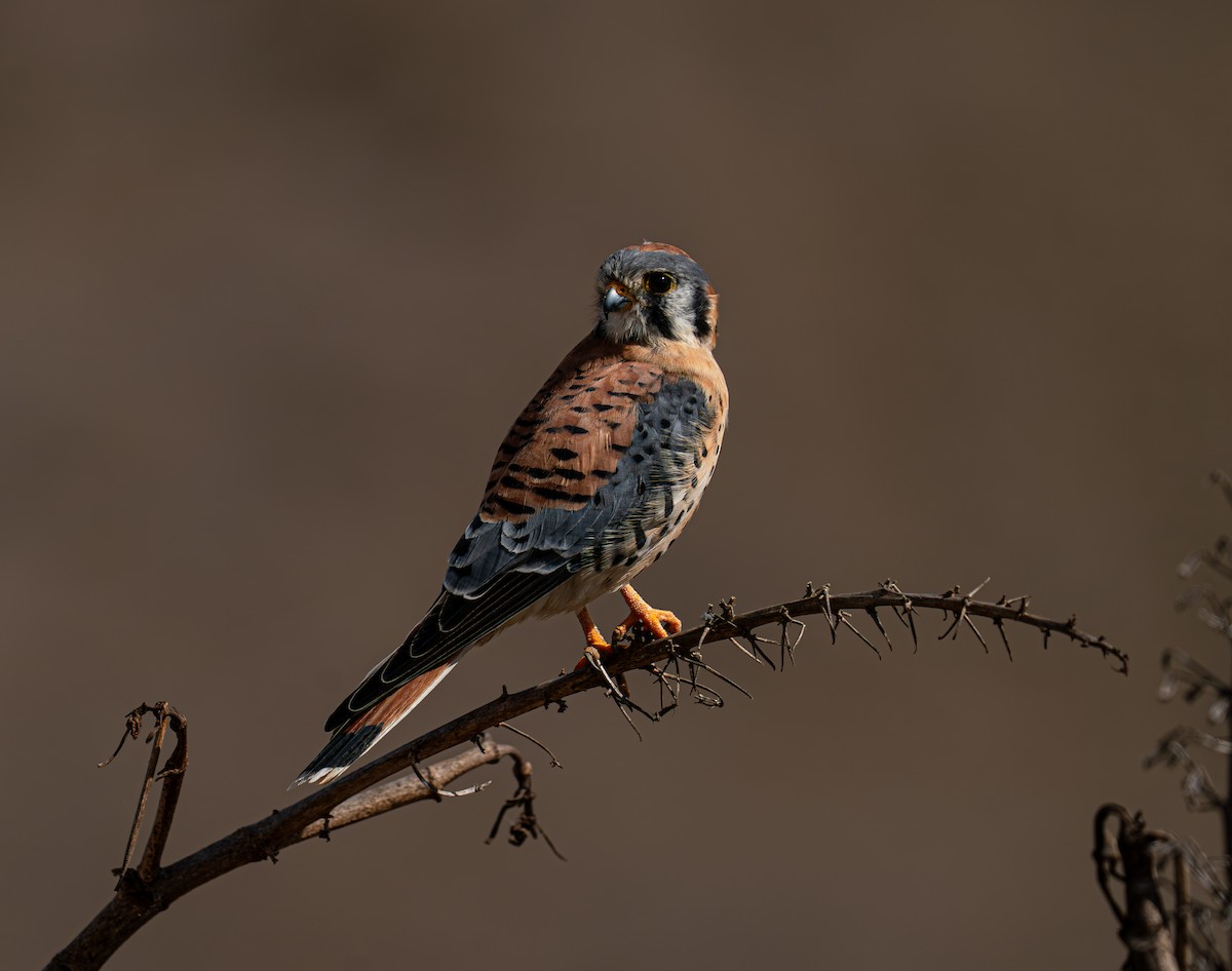 American Kestrel - ML643518227