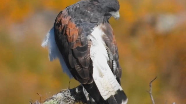 Канюк білохвостий - ML643518231