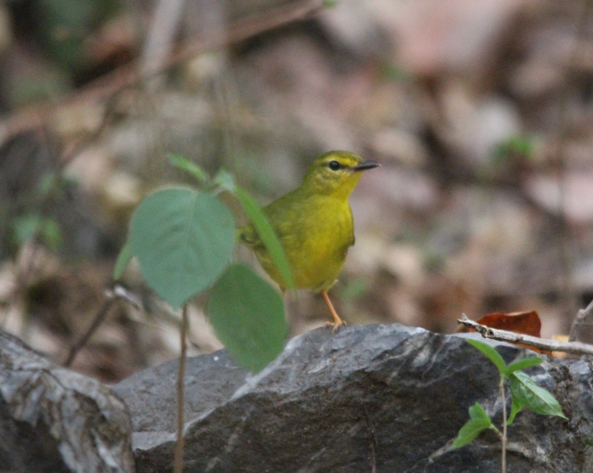 Flavescent Warbler - ML643518232