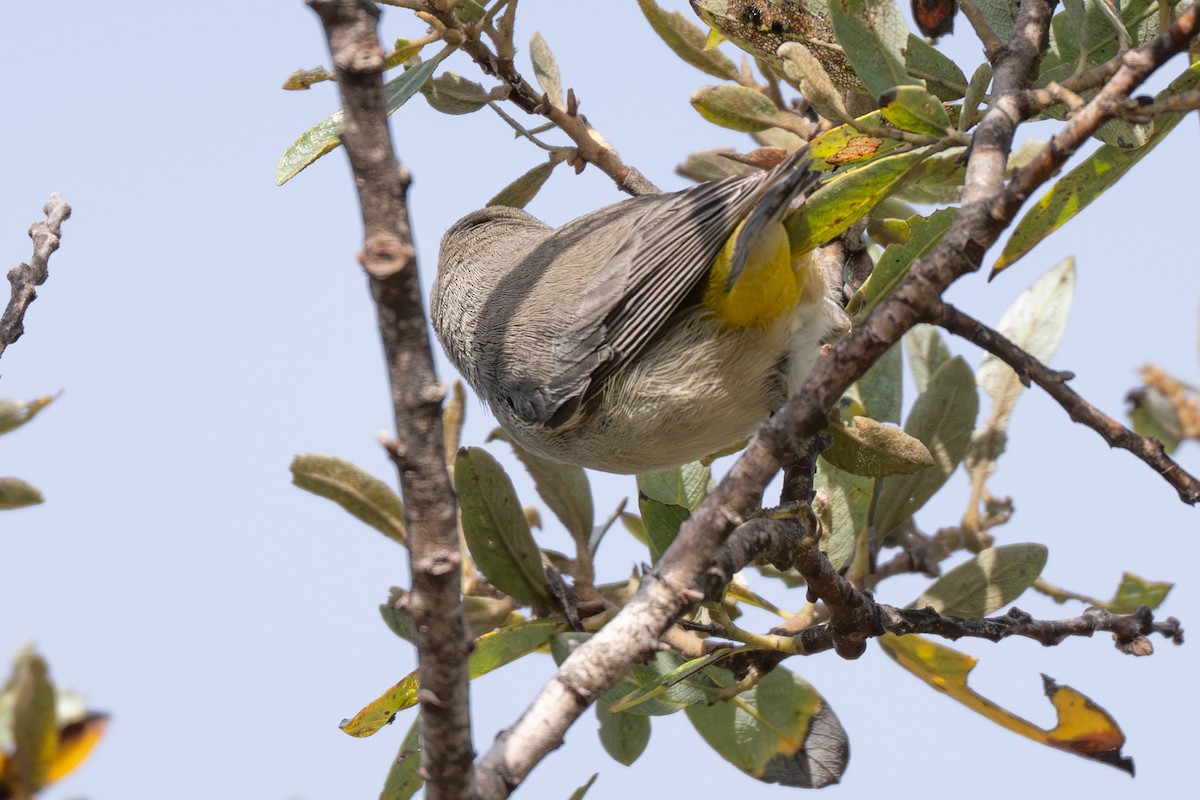 Virginia's Warbler - ML643518233