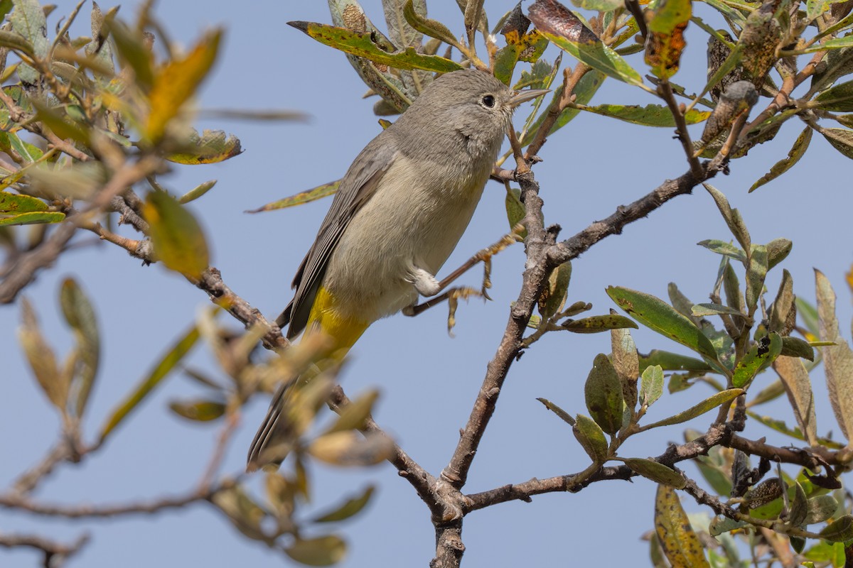 Virginia's Warbler - ML643518234