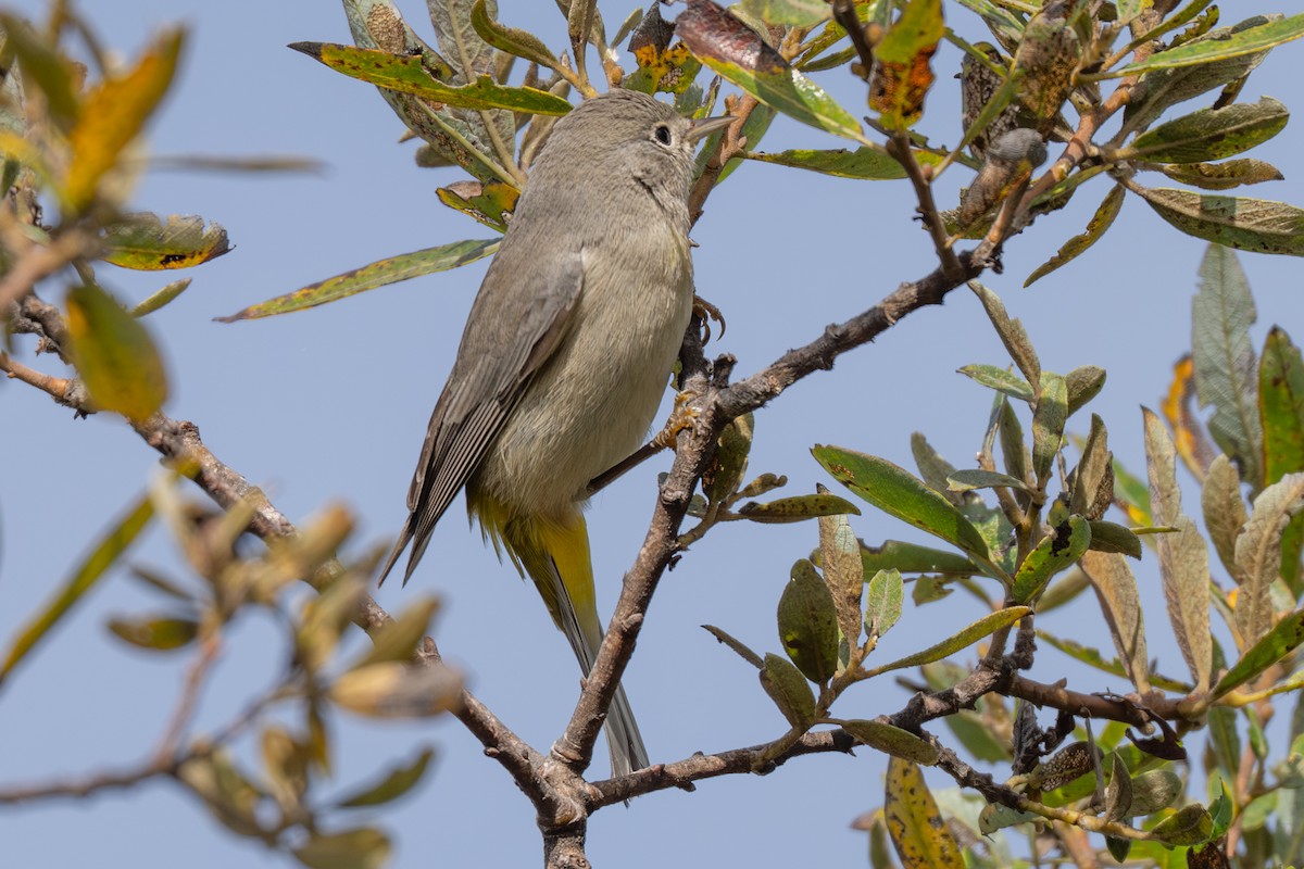 Virginia's Warbler - ML643518235