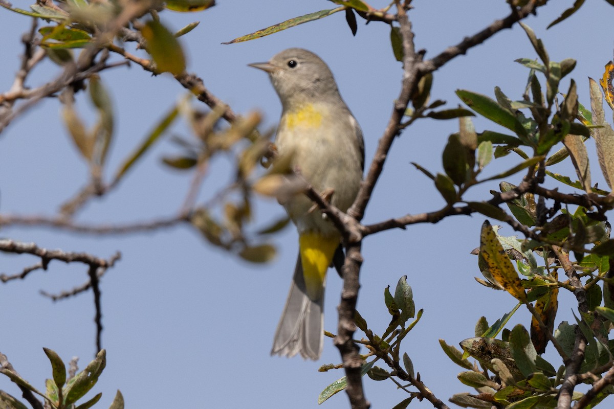 Virginia's Warbler - ML643518236