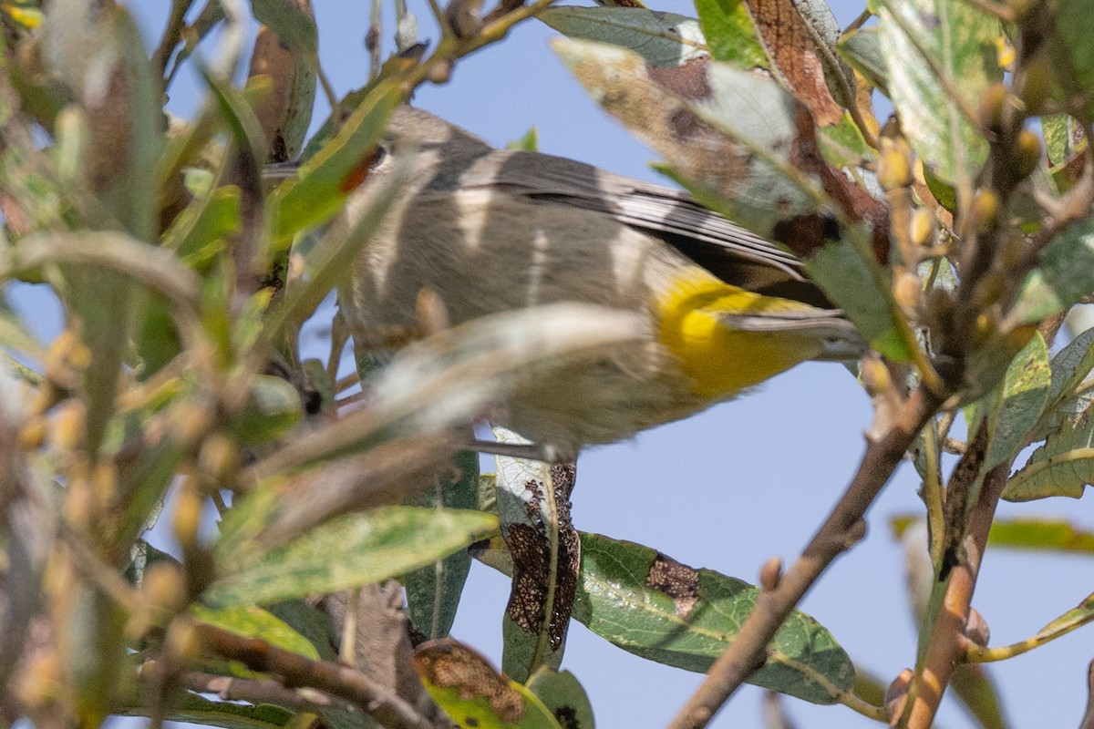 Virginia's Warbler - ML643518241