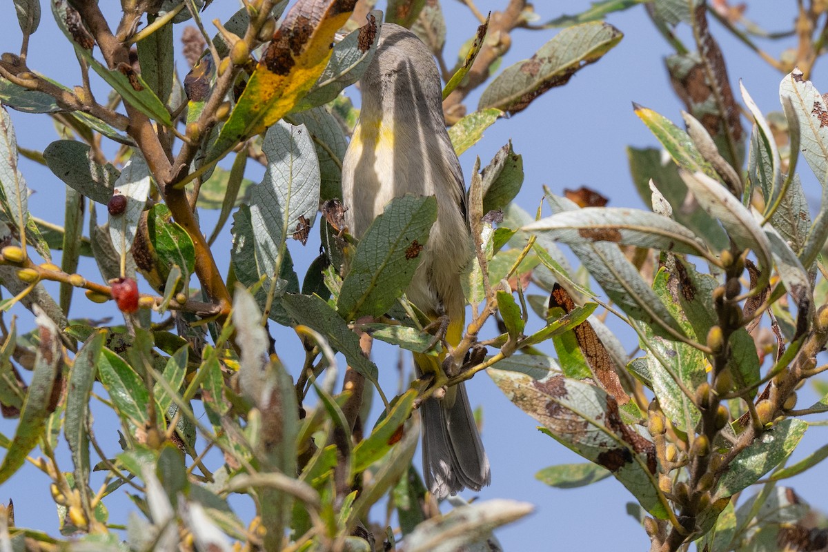 Virginia's Warbler - ML643518242
