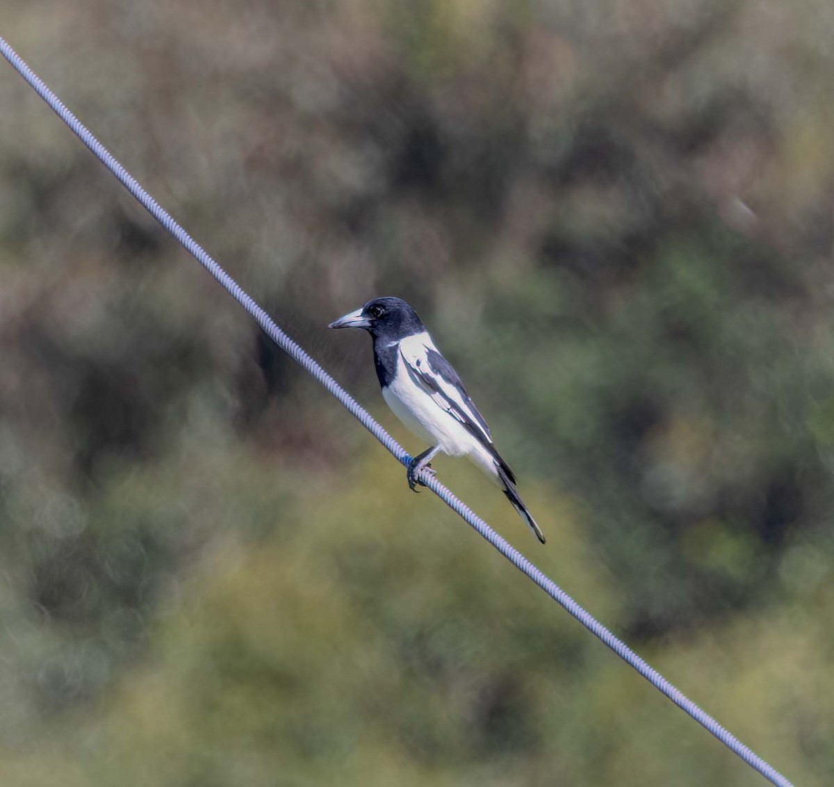 Pied Butcherbird - ML643518251