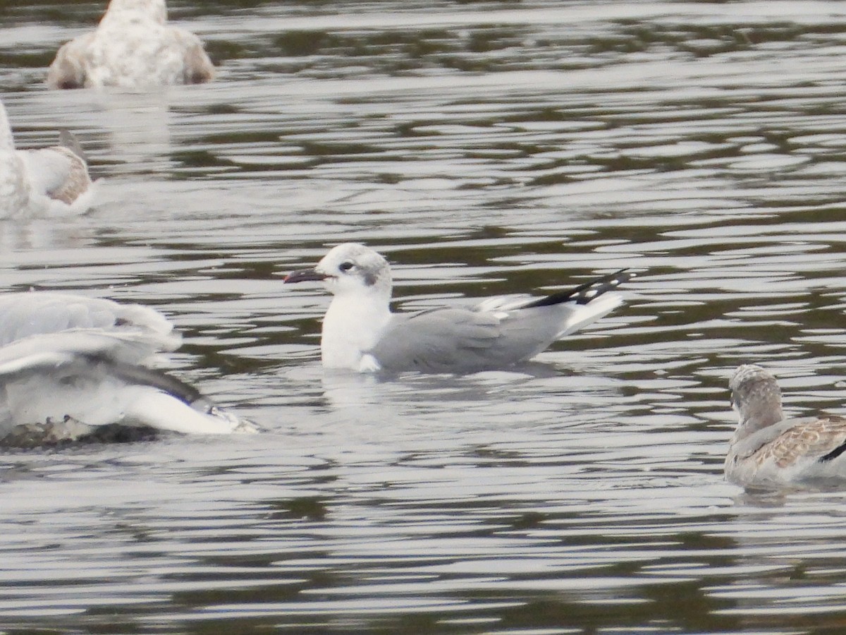 racek karibský - ML643518259