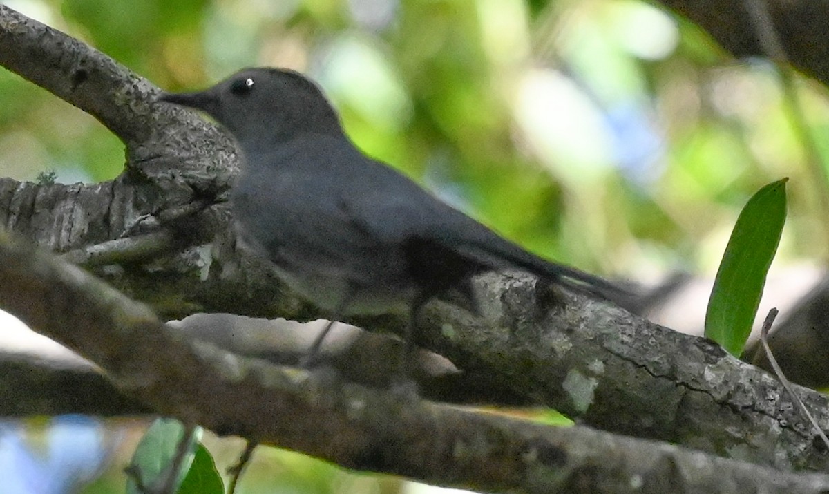 Gray Catbird - ML643518262