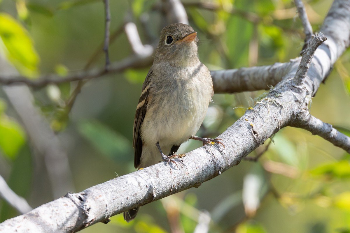 Western Flycatcher (Pacific-slope) - ML643518263