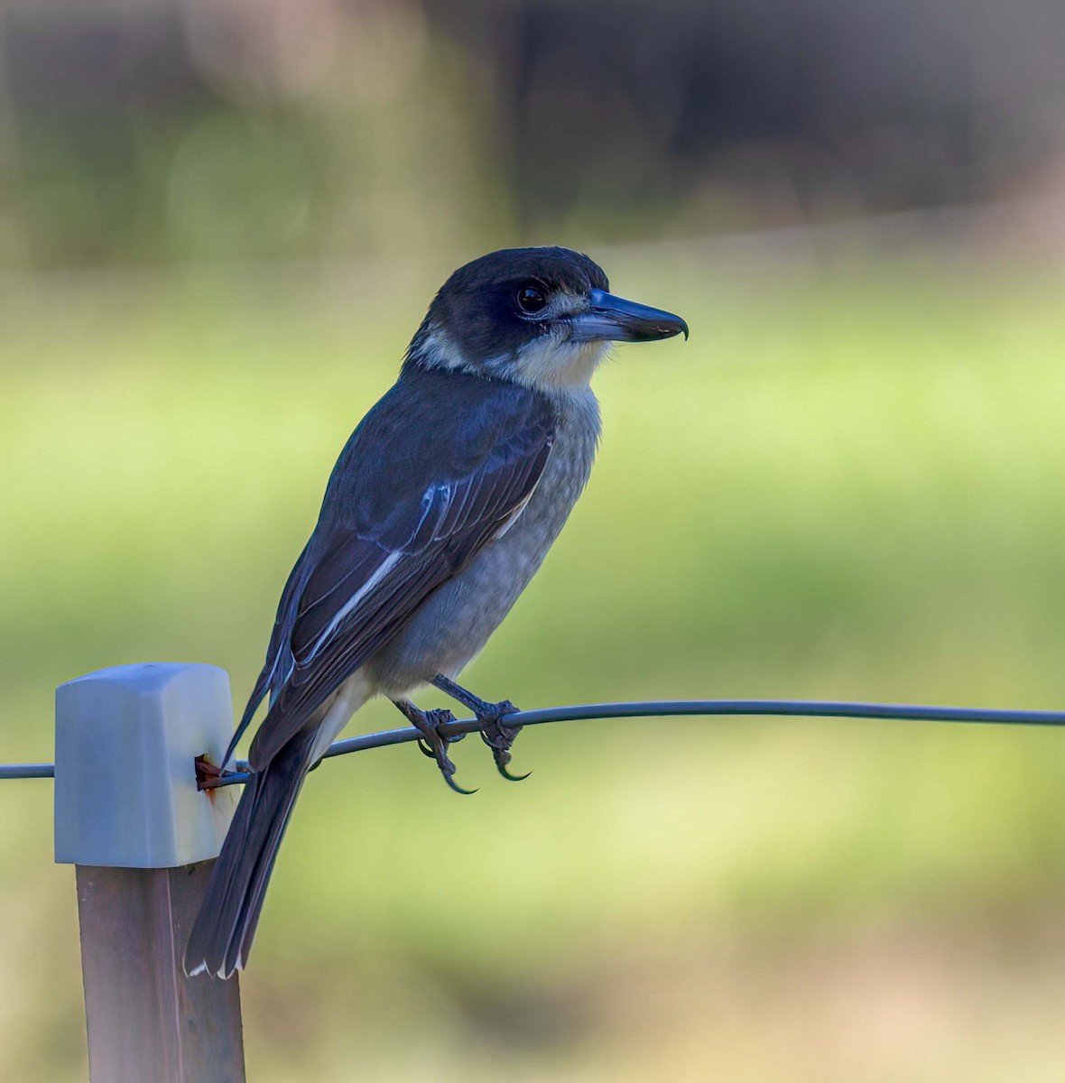 Gray Butcherbird - ML643518264