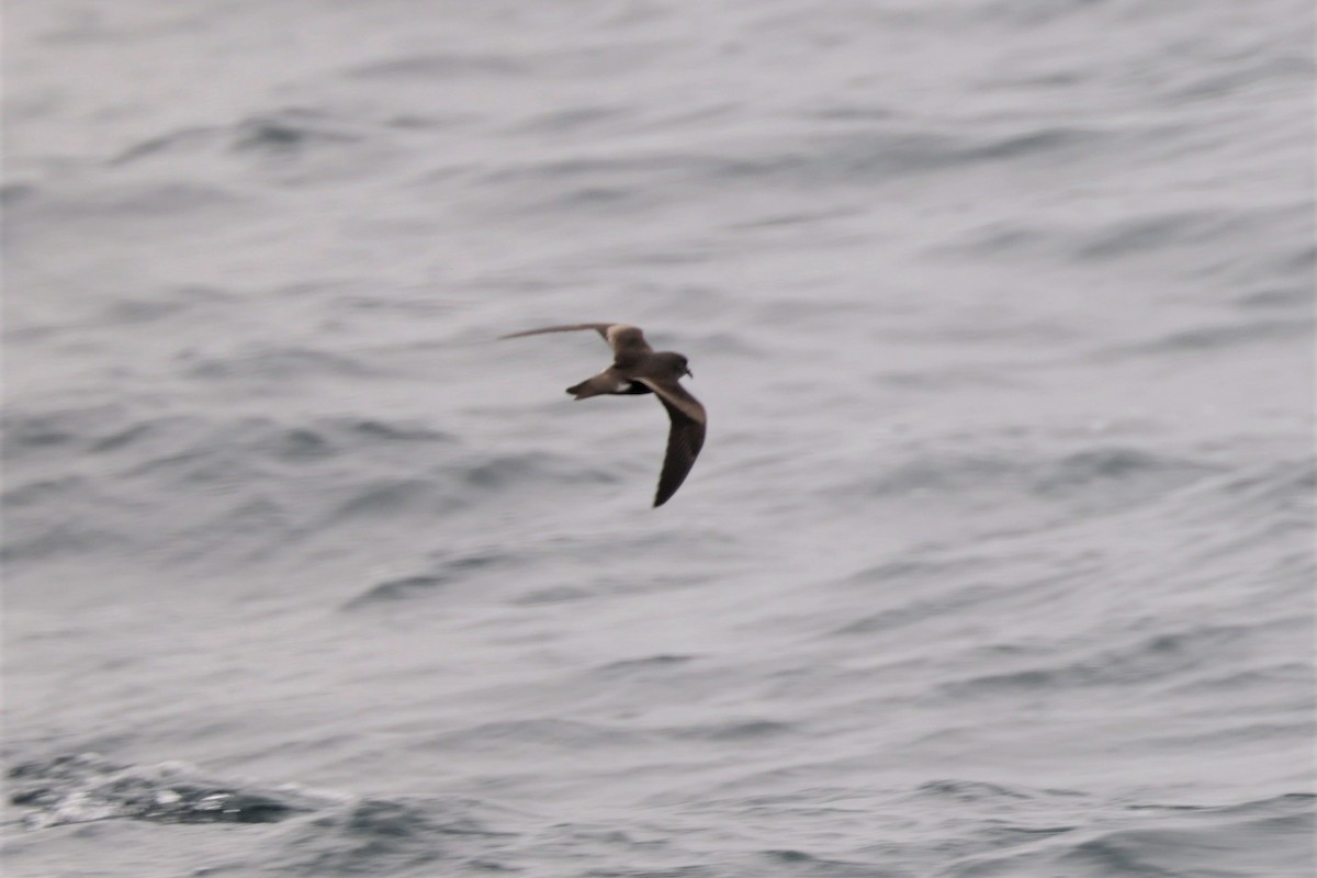 Leach's Storm-Petrel - ML643518265
