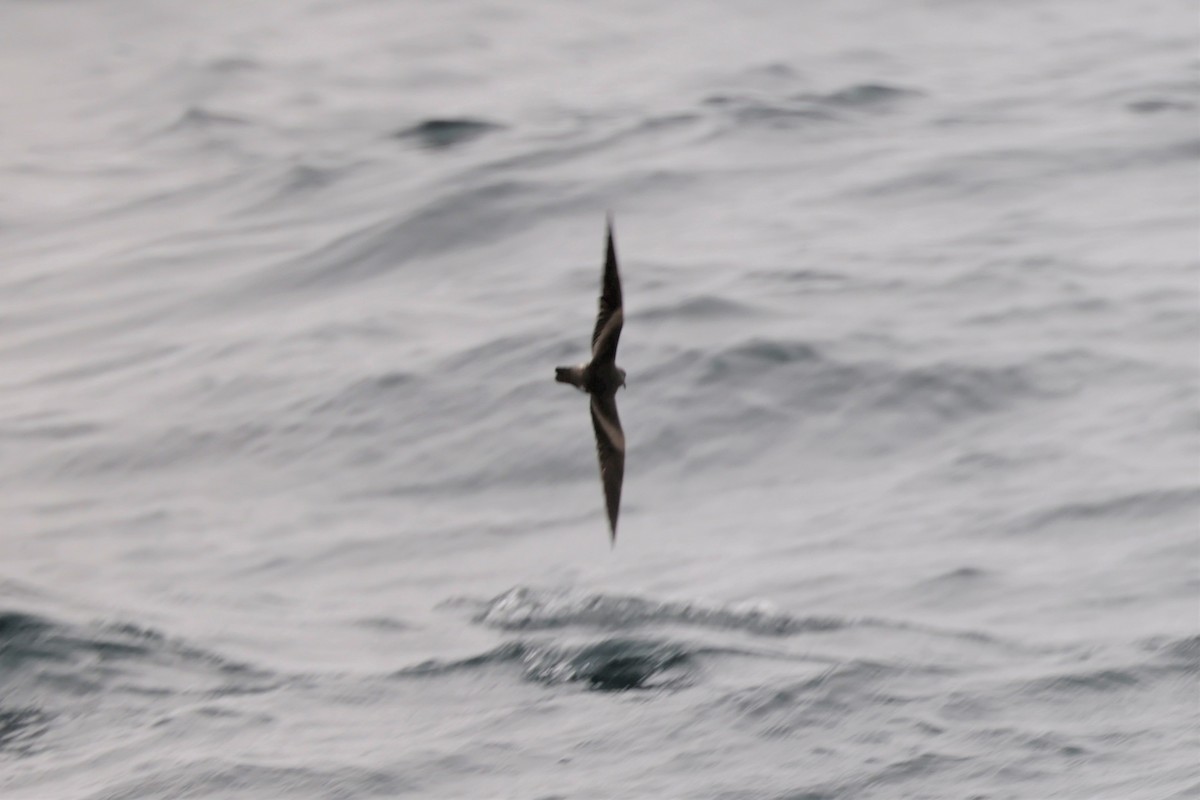 Leach's Storm-Petrel - ML643518266