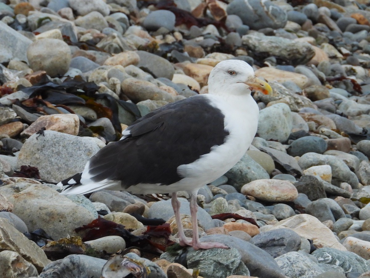 Great Black-backed Gull - ML643518283