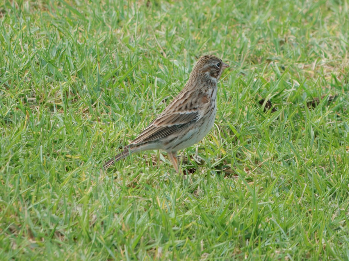 Vesper Sparrow - ML643518285