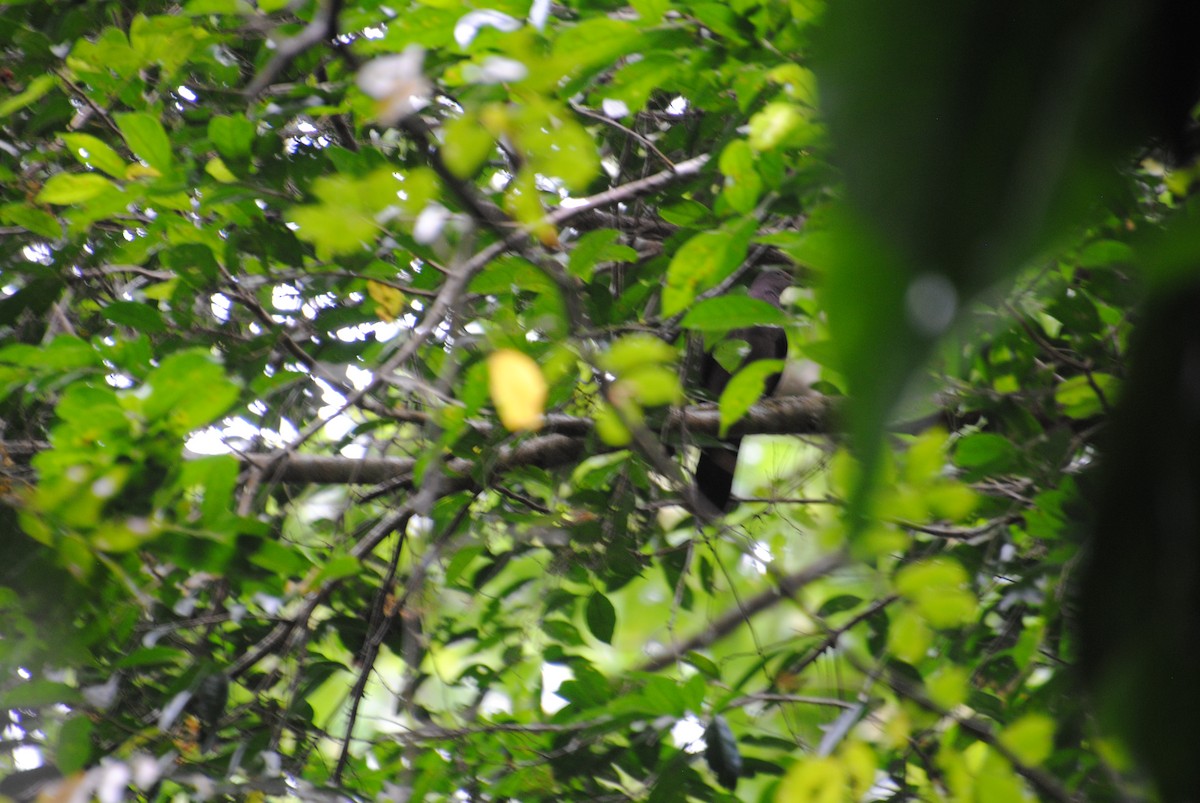 Plumbeous Pigeon - ML643518312