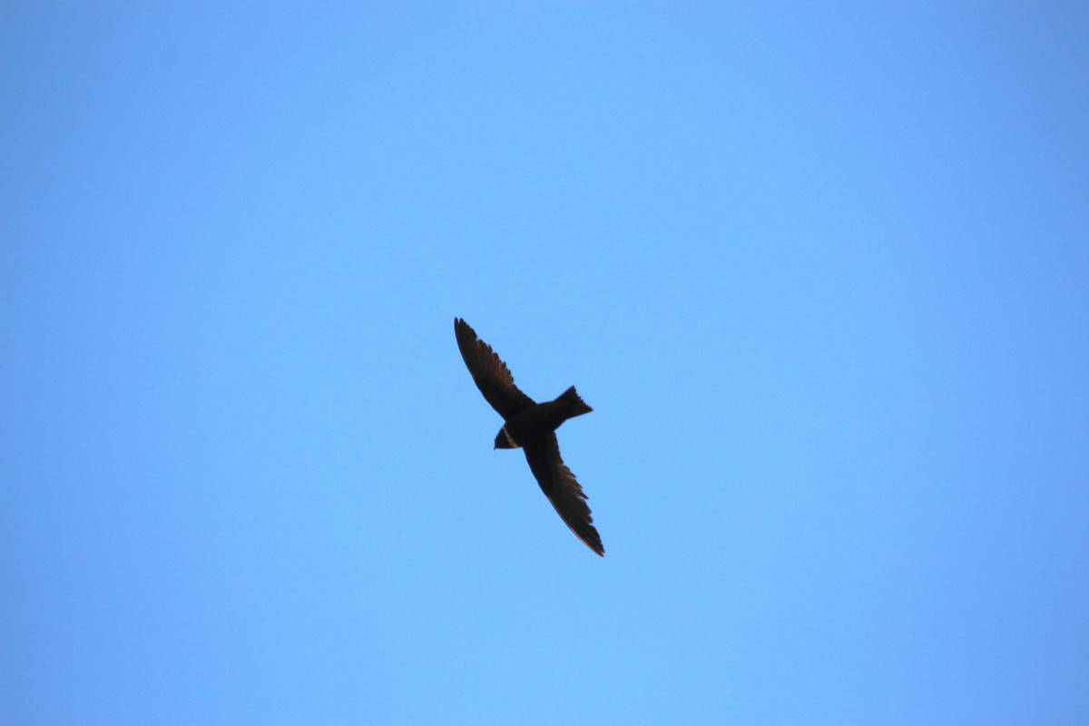 White-collared Swift - ML643518346