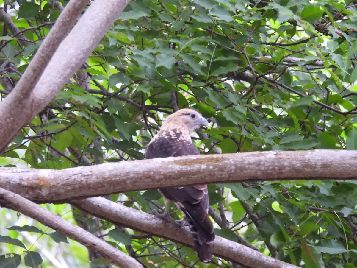 Yellow-headed Caracara - ML643518349