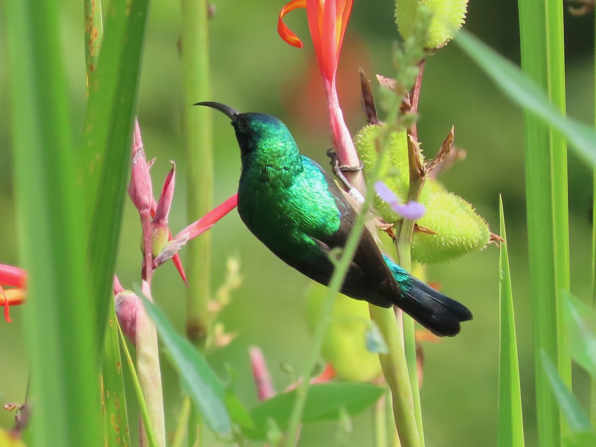 Collared Sunbird - ML643518356