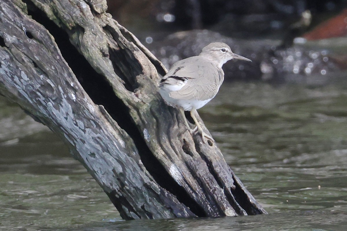 Andarríos Maculado - ML643518358