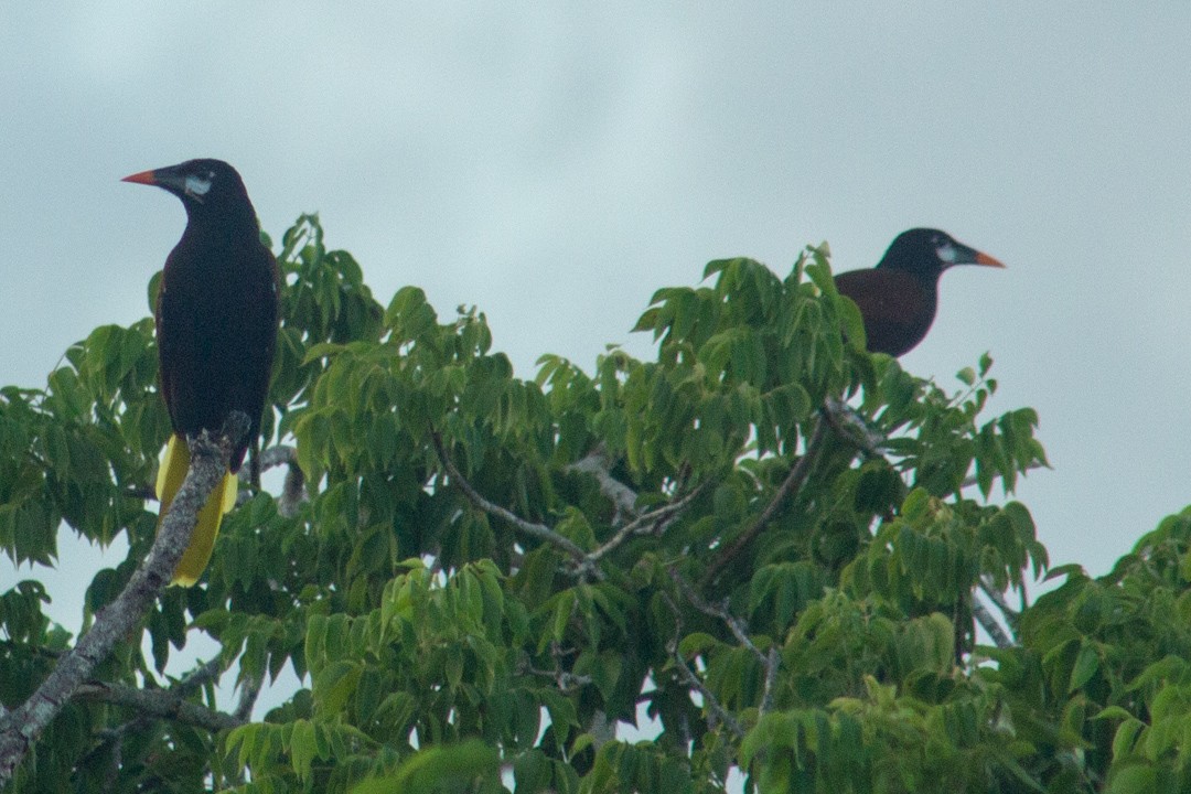 Montezuma Oropendola - ML643518361