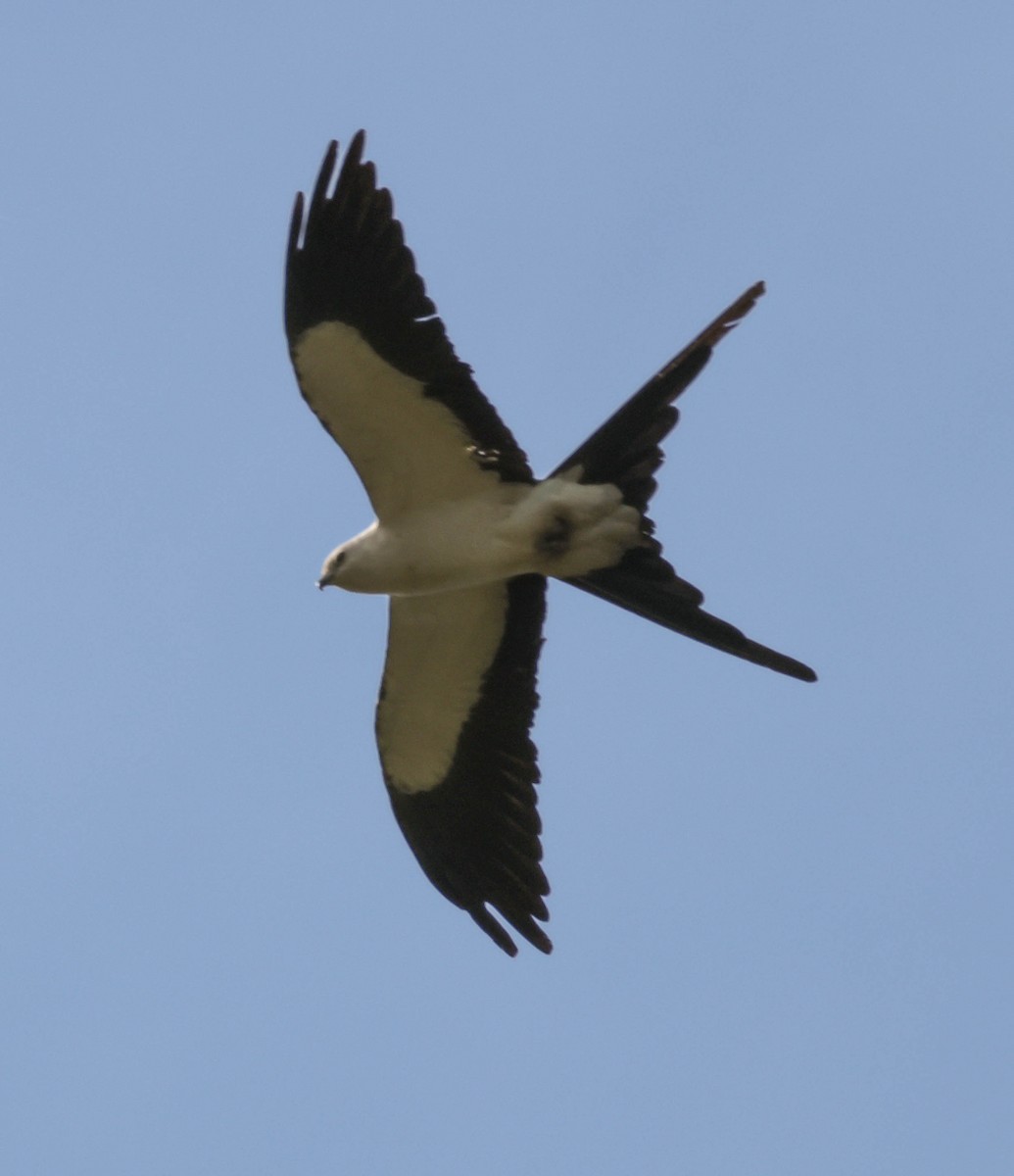 ツバメトビ - ML643518373