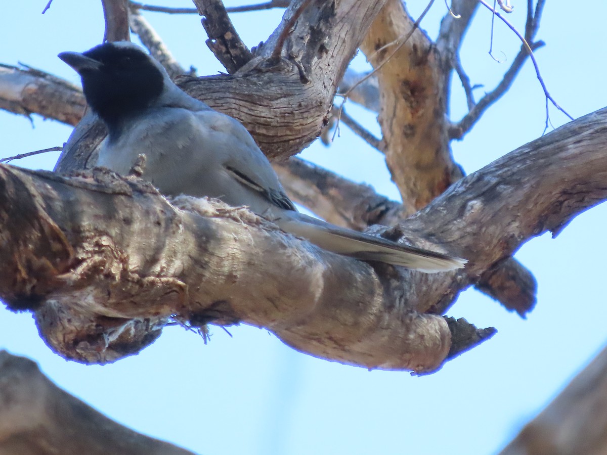 Black-faced Cuckooshrike - ML643518376