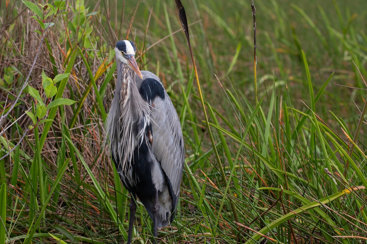 Great Blue Heron - ML643518378