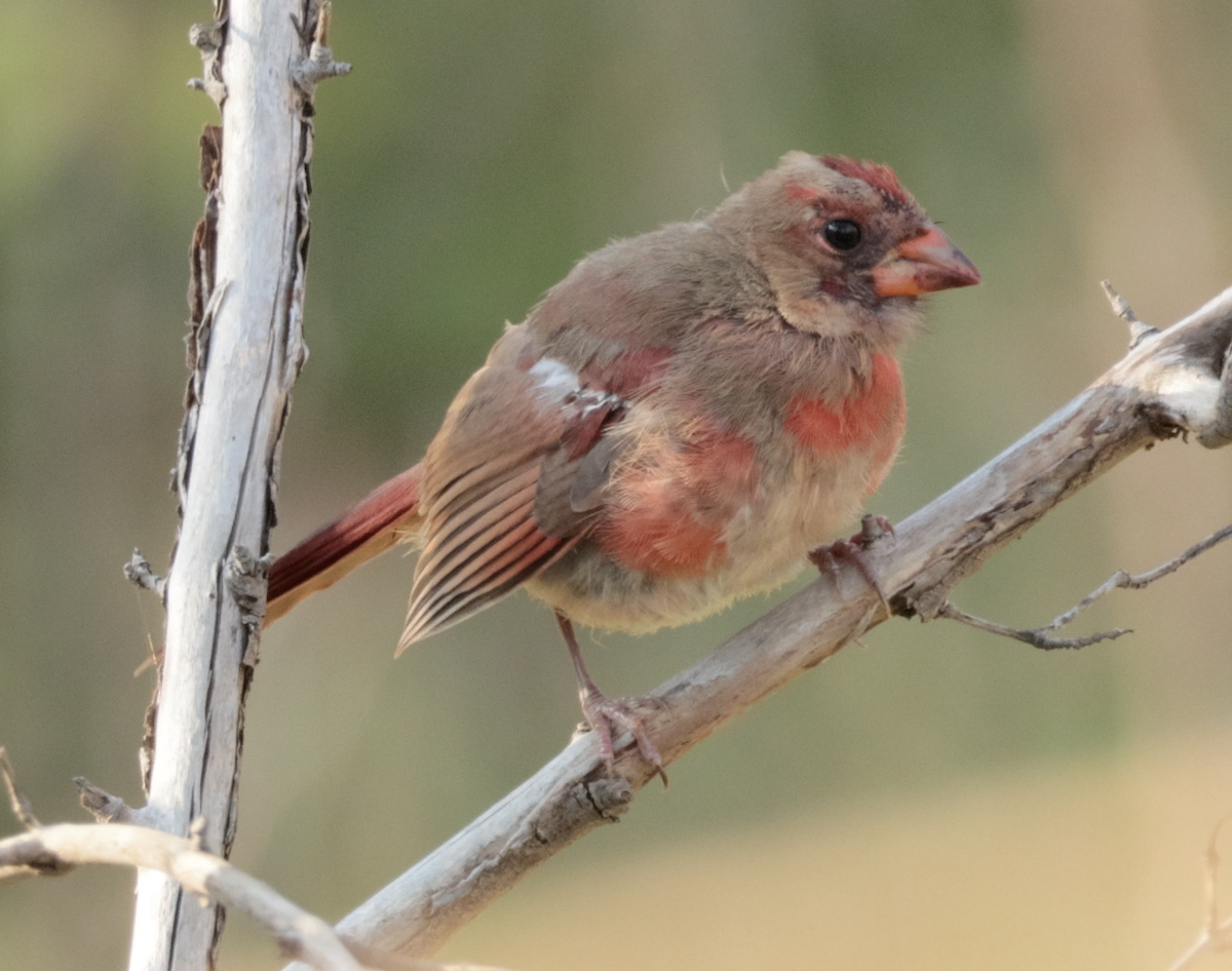 Northern Cardinal - ML643518403