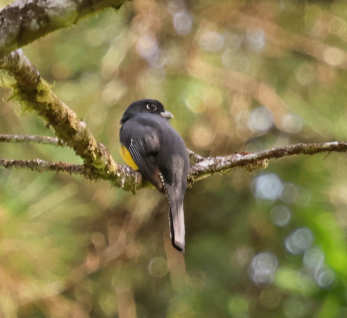 Gartered Trogon - ML643518404