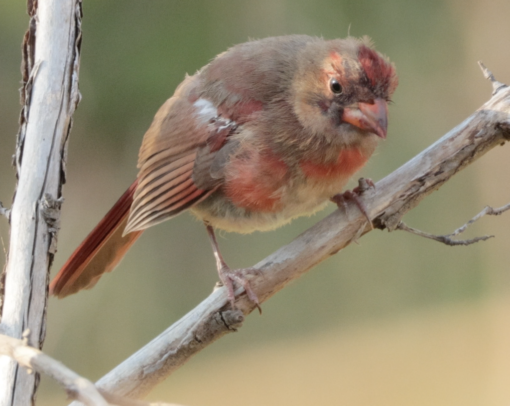 Northern Cardinal - ML643518408