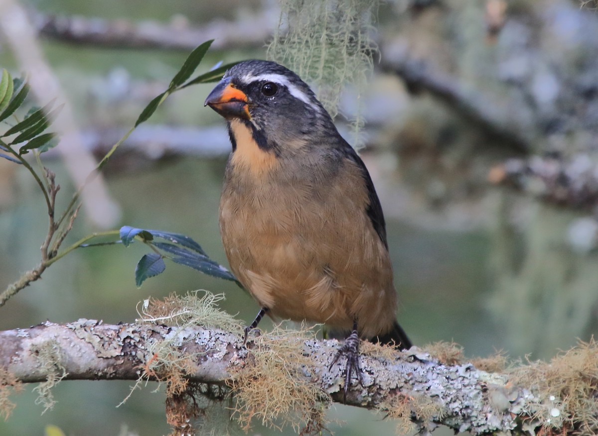 Thick-billed Saltator - ML643518415