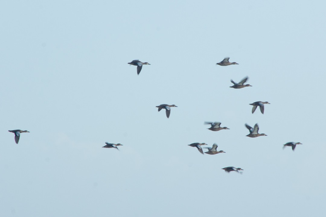 Blue-winged Teal - ML643518424