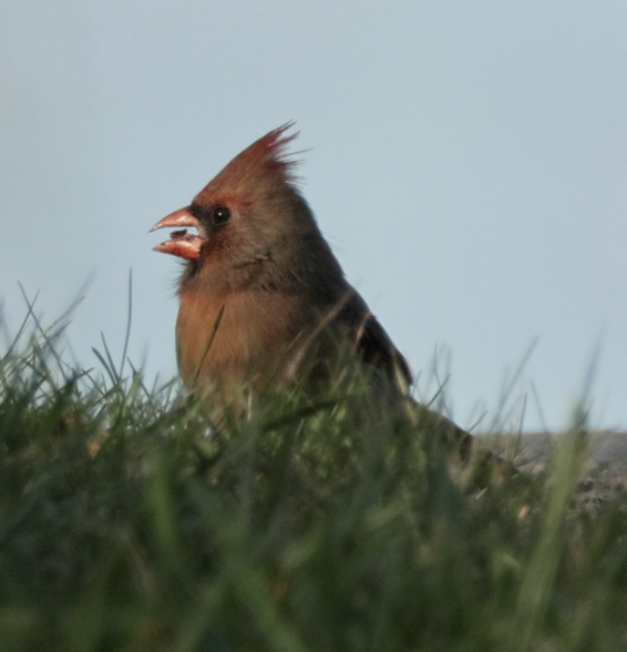 Northern Cardinal - ML643518425