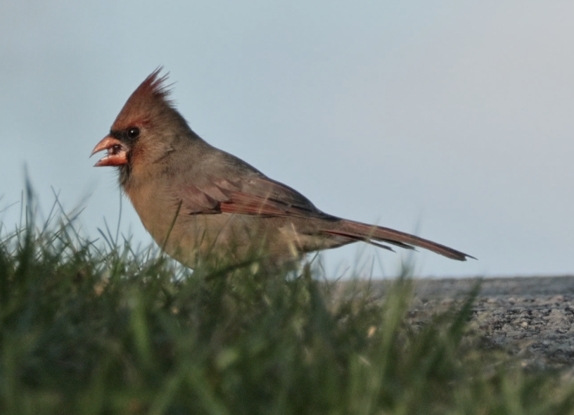 Northern Cardinal - ML643518426