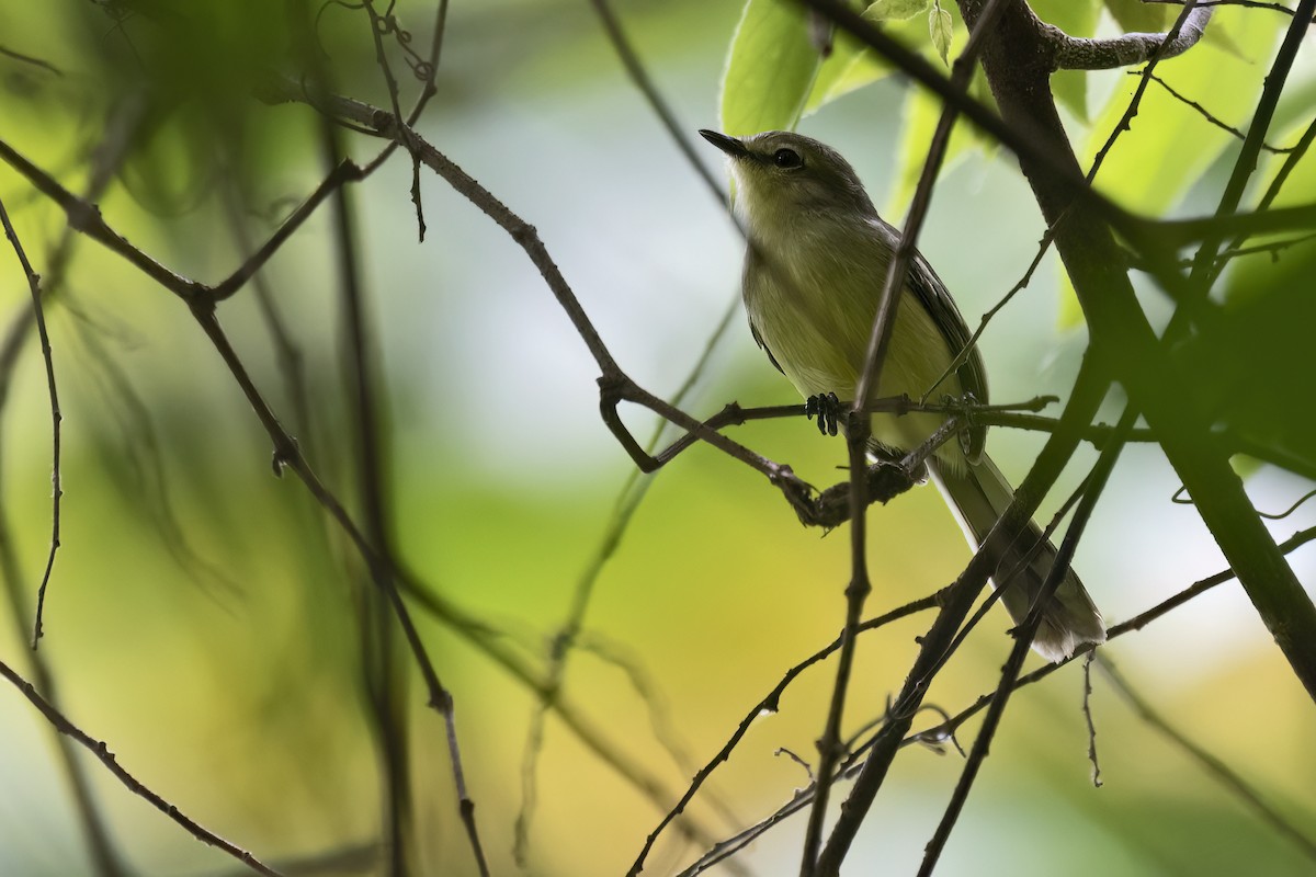 Lesser Wagtail-Tyrant - ML643518435