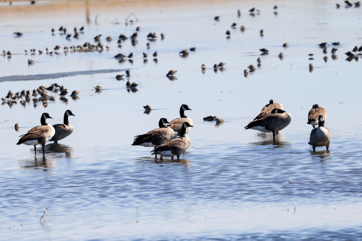 Canada Goose - ML643518436