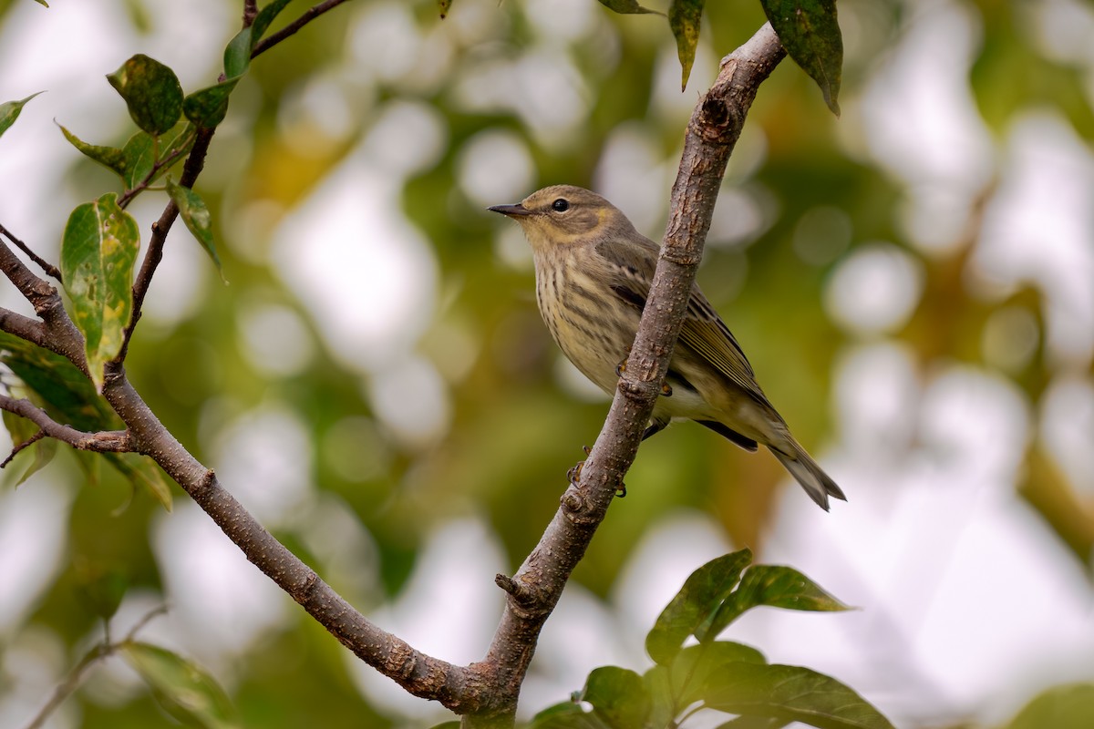 Cape May Warbler - ML643518439