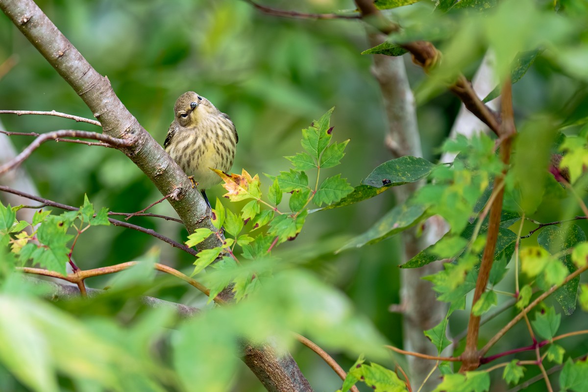 Cape May Warbler - ML643518440