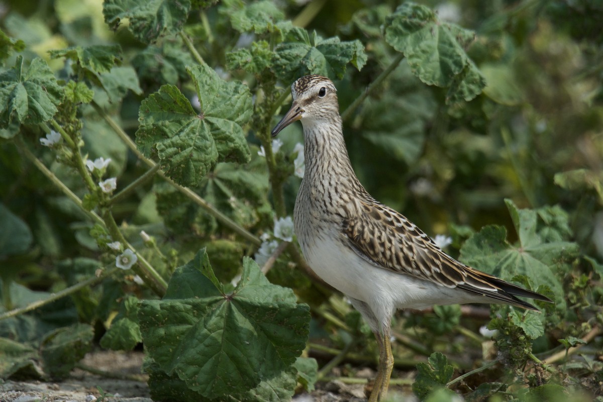 Pectoral Sandpiper - ML643518444