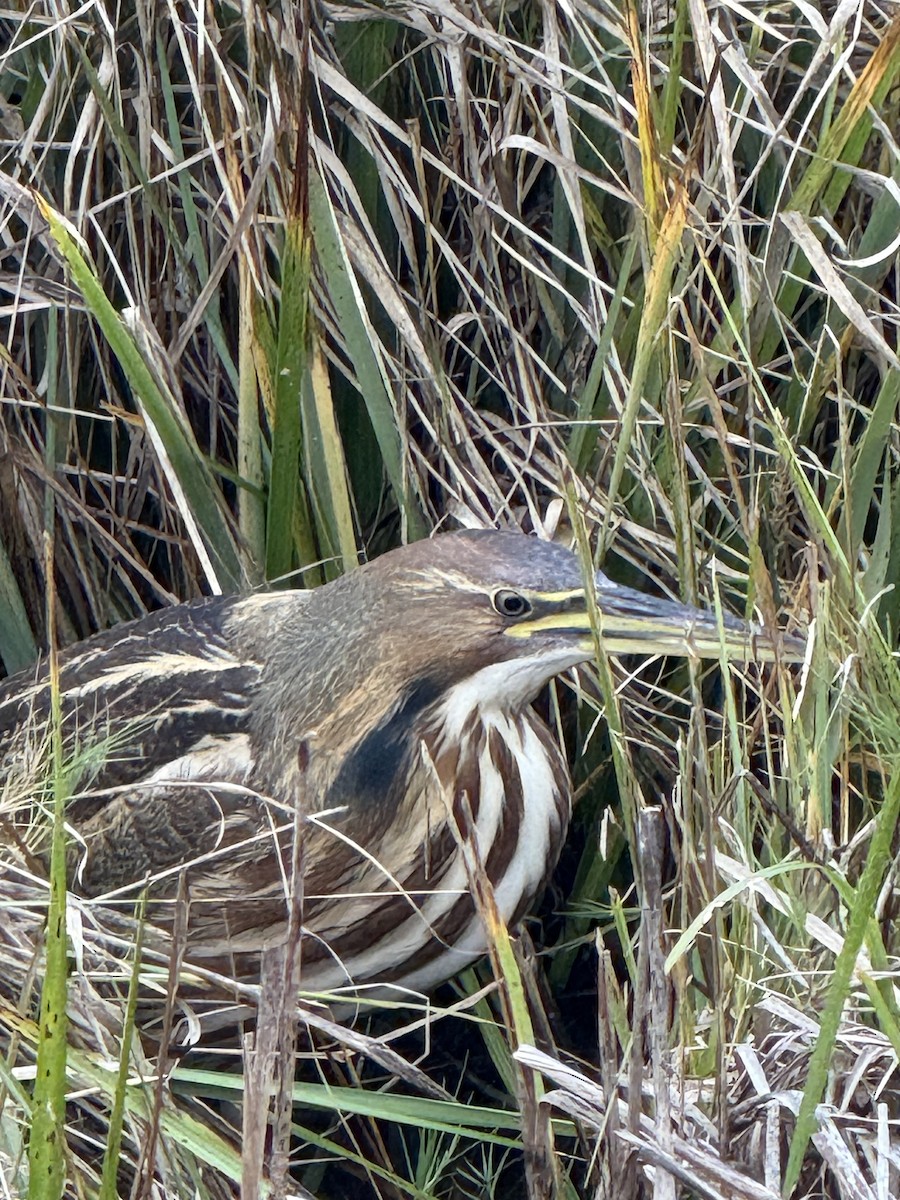American Bittern - ML643518448